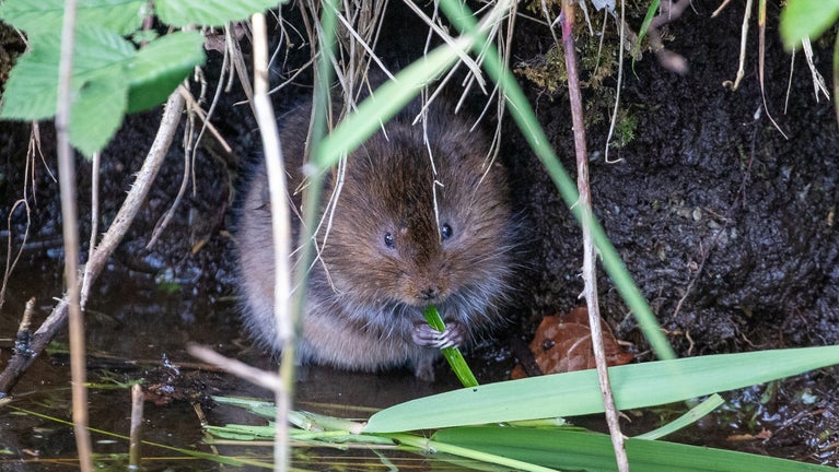 A water vole at Oxburgh Estate